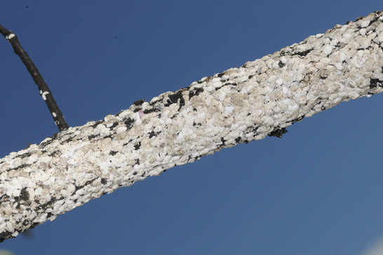 A single twig that is nearly covered with white scales.
